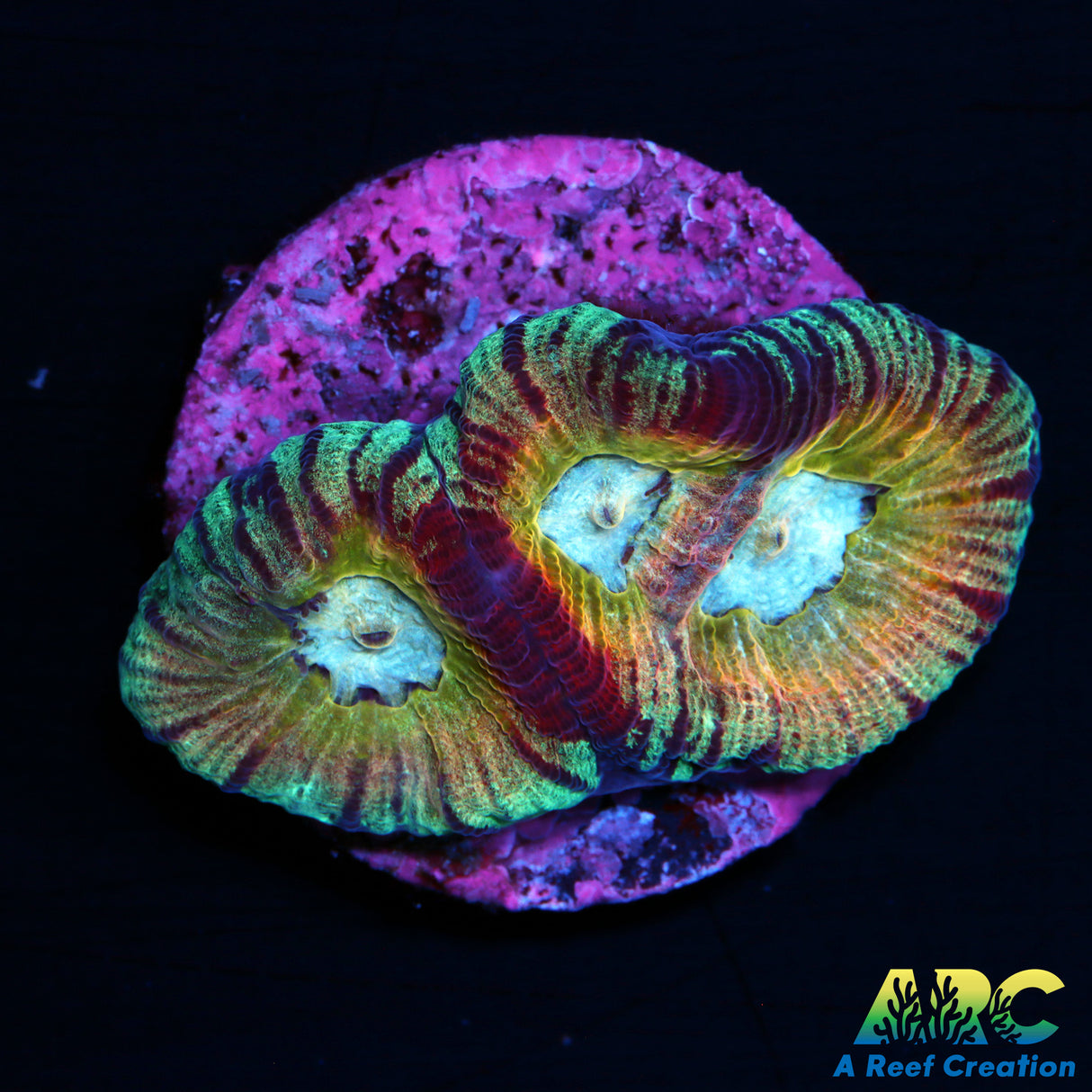 UC Regal Goniastrea