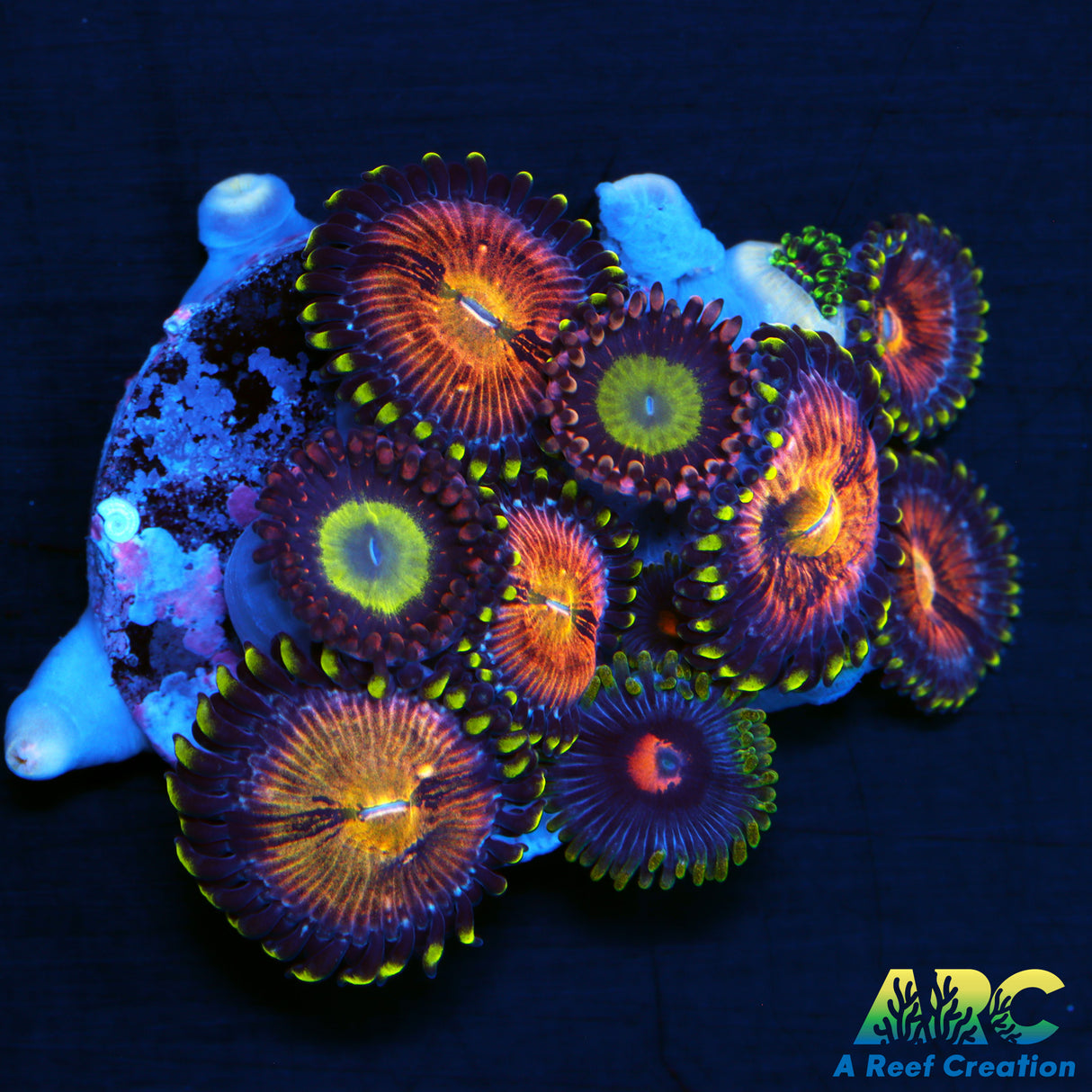 Zoa Mix