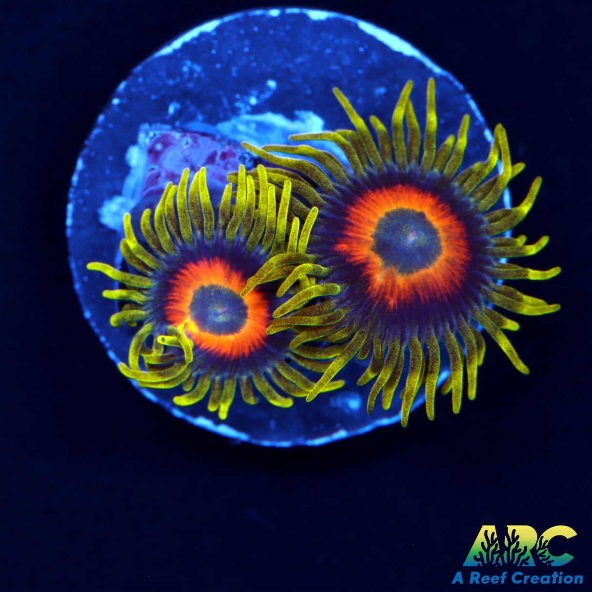 Sunflower Zoa