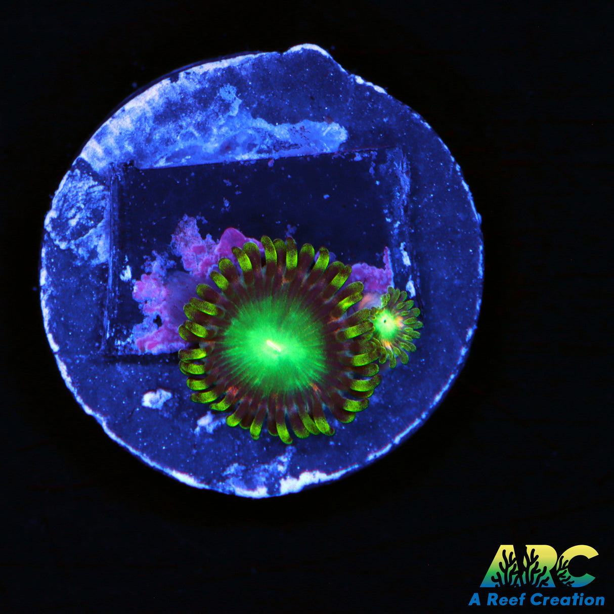 Radioactive Dragon Eye Zoa
