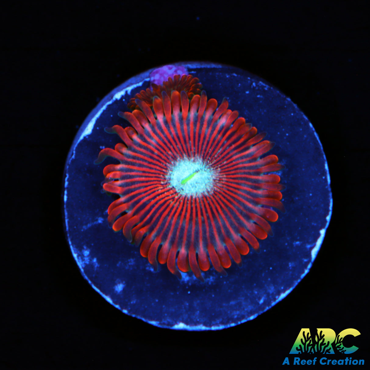 Magician Zoa