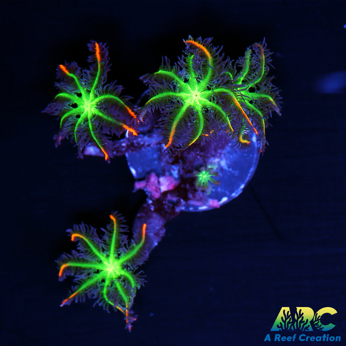 ARC Fireworks Clove Polyp
