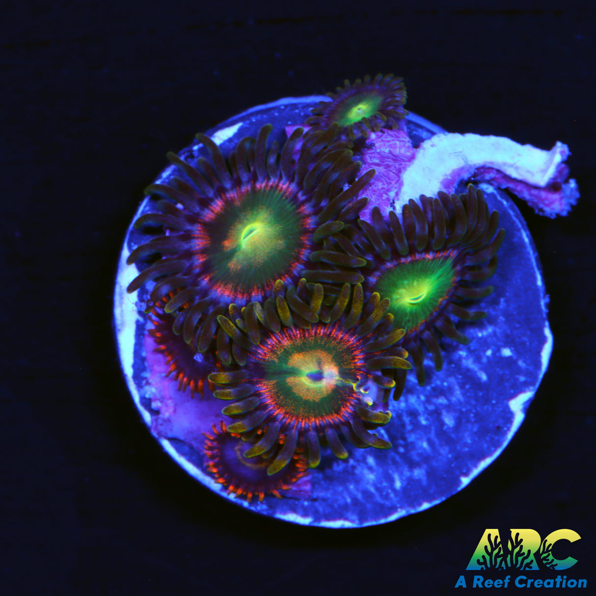 RR Krakens