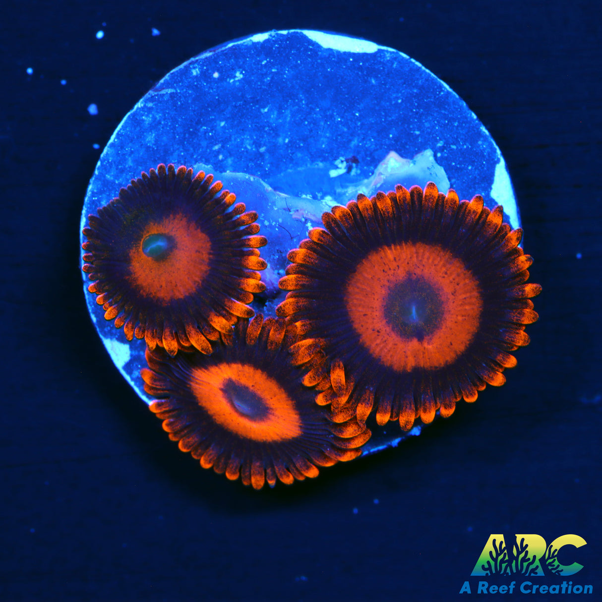 Orange Oxides