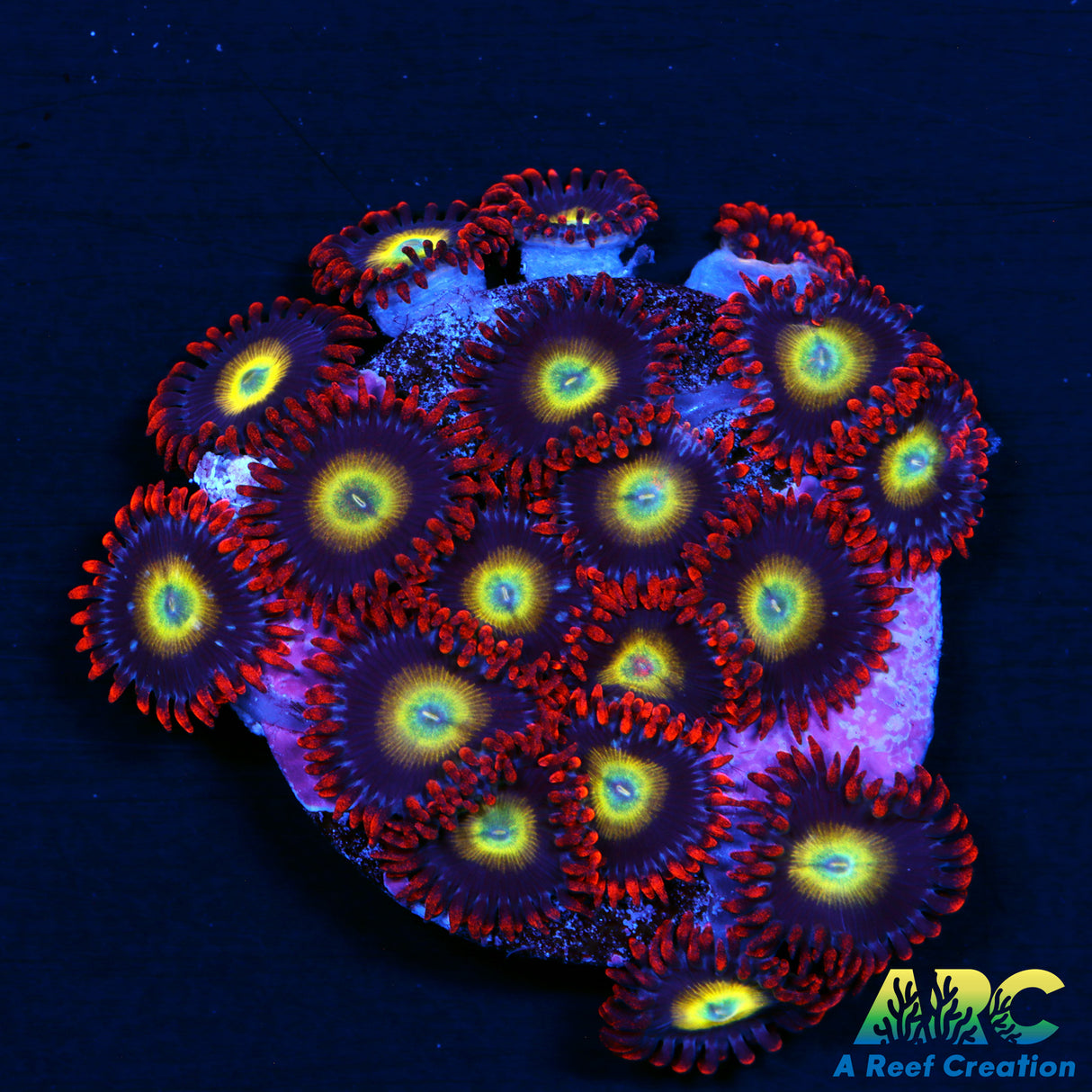 Circus Zoas