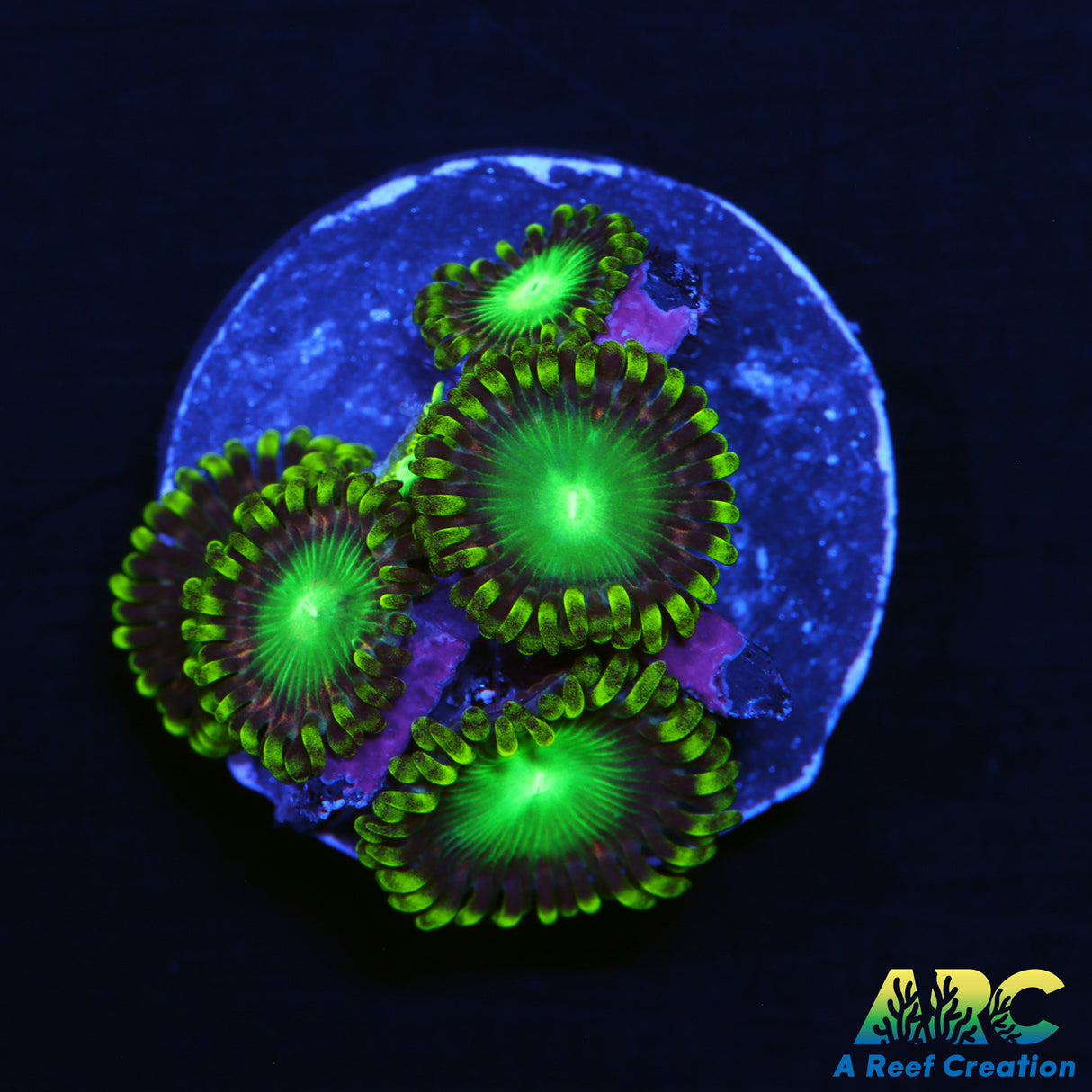 Radioactive Dragon Eye Zoa