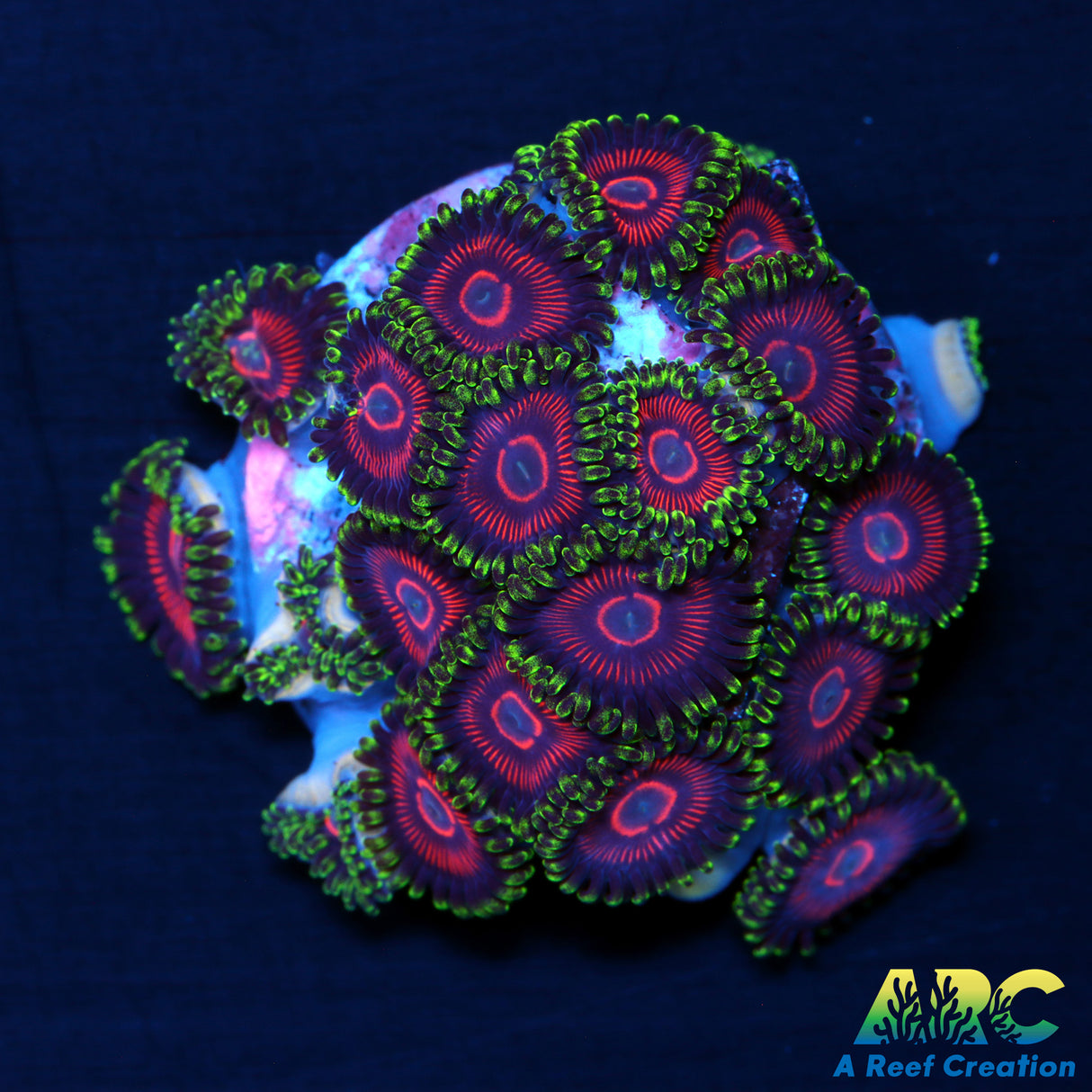 WWC Mini Me Zoas