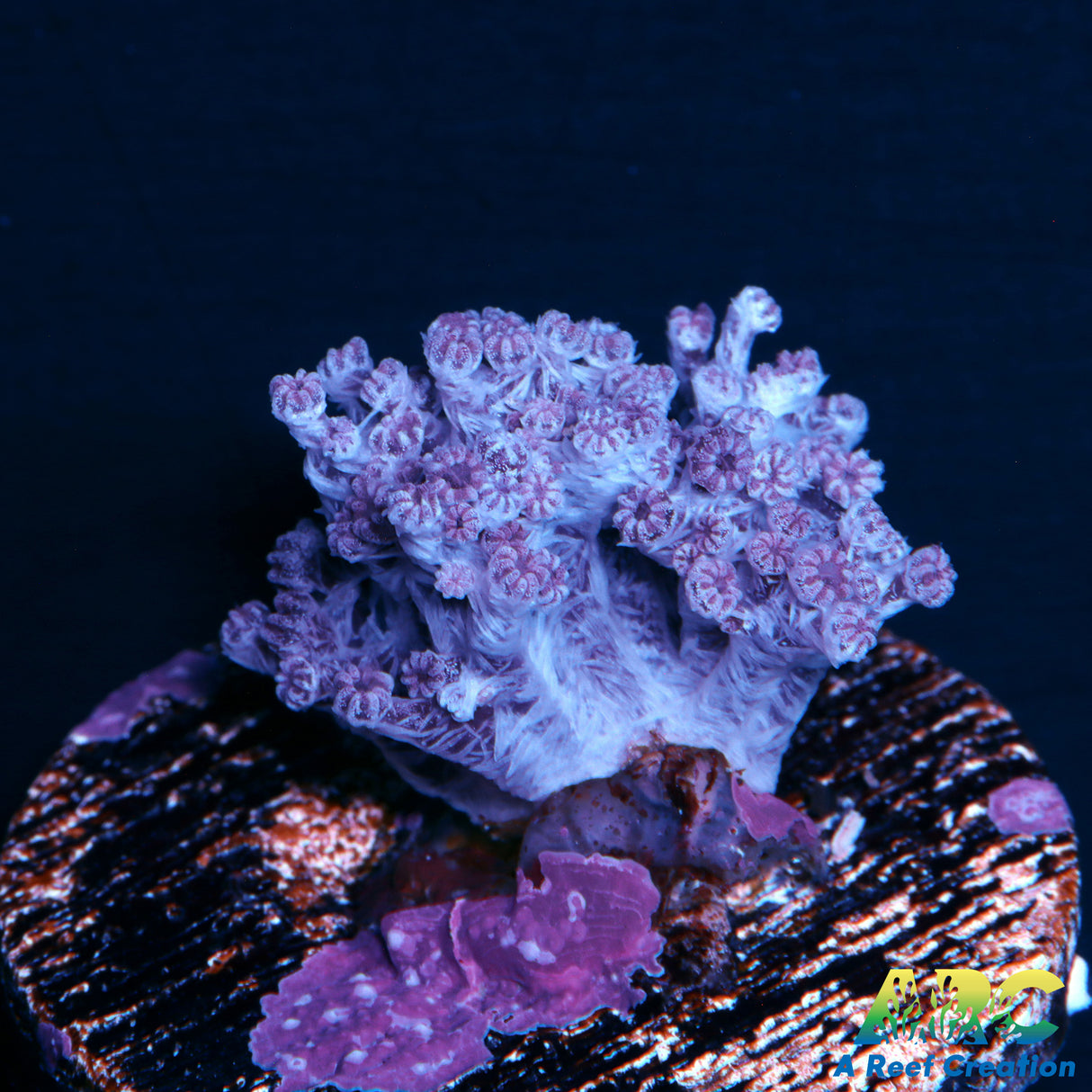 Koji Wada Pink Nepthea
