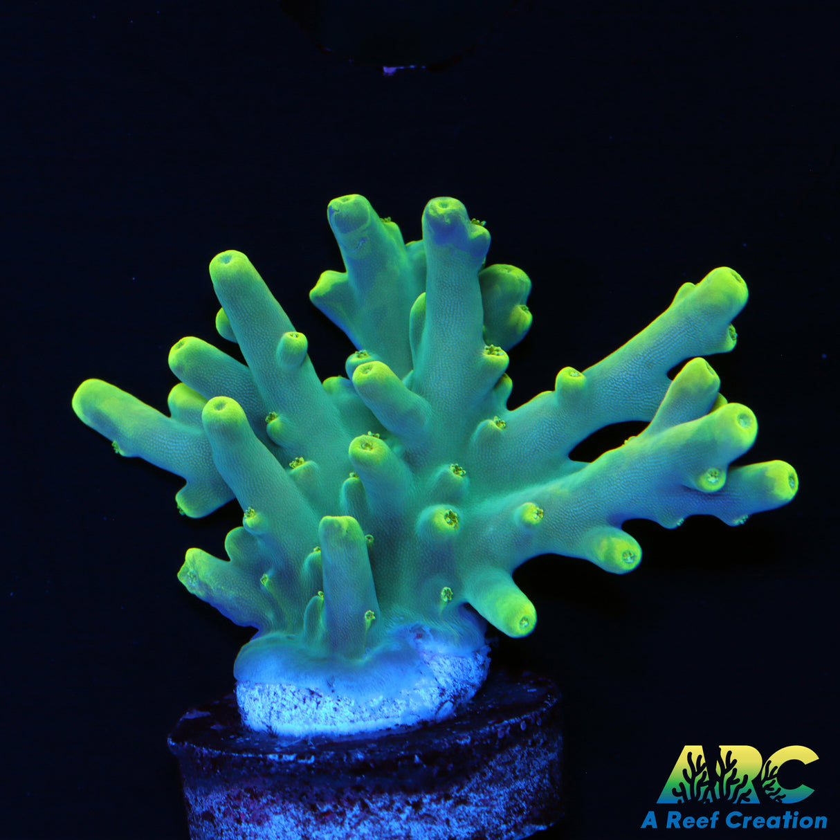 Pratt Reef Table