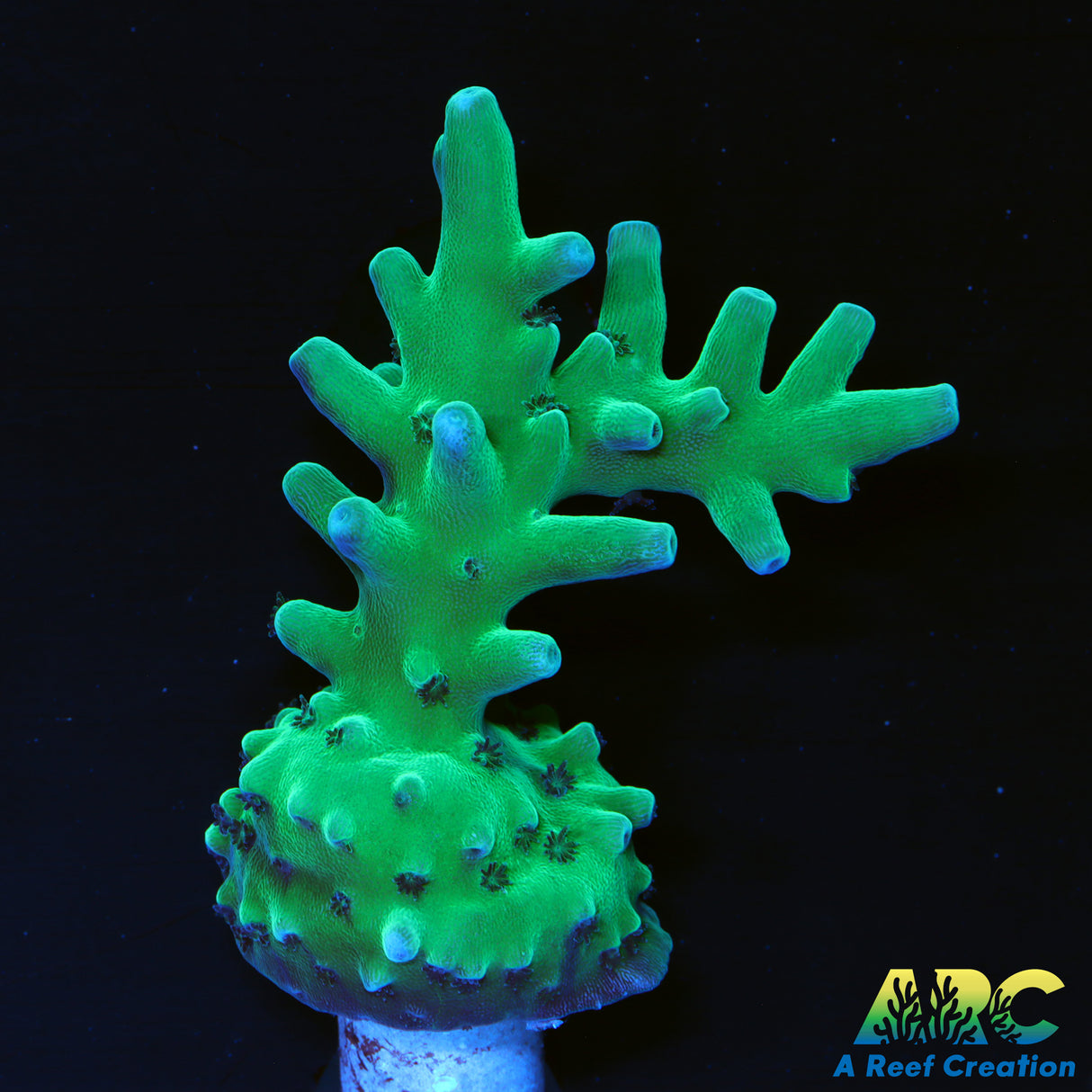 ARC Teal Navini Acro