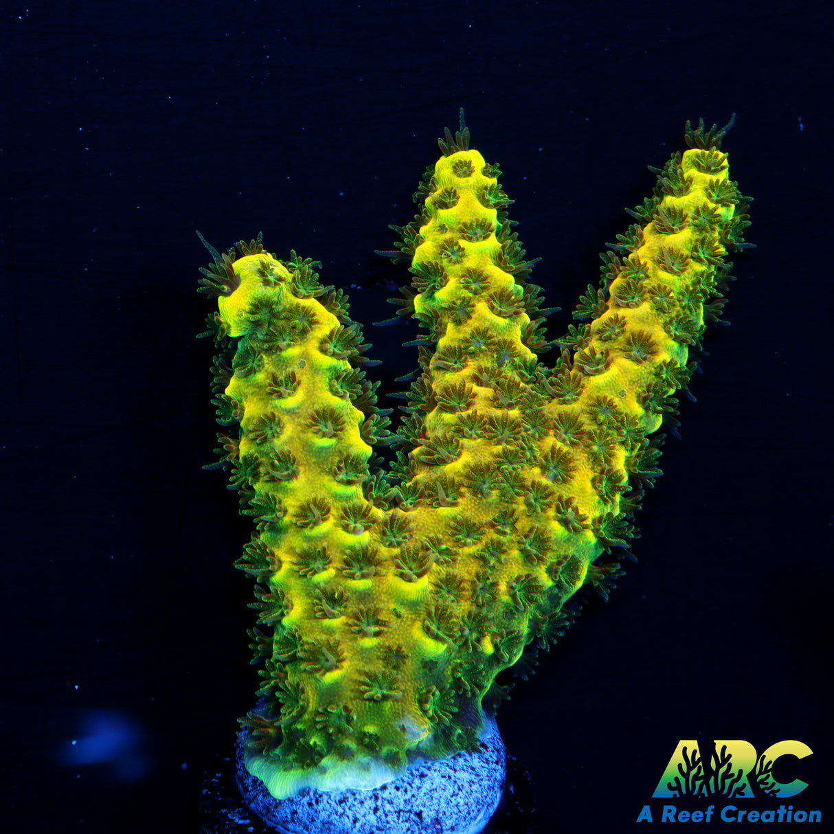 RRC Raibow Splice Green Side