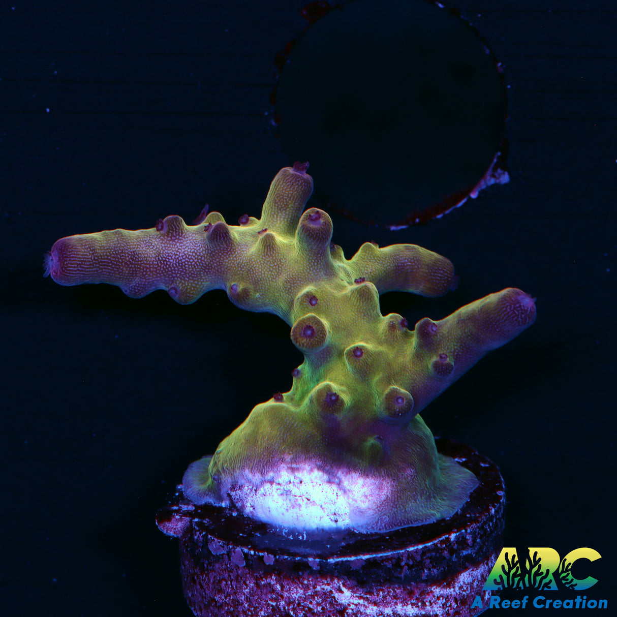 ARC Sands Of Time