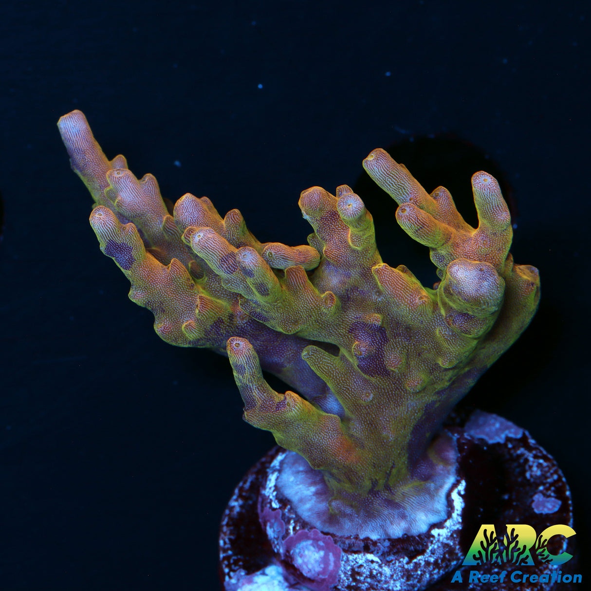 TCK Grafted Inferno Acro