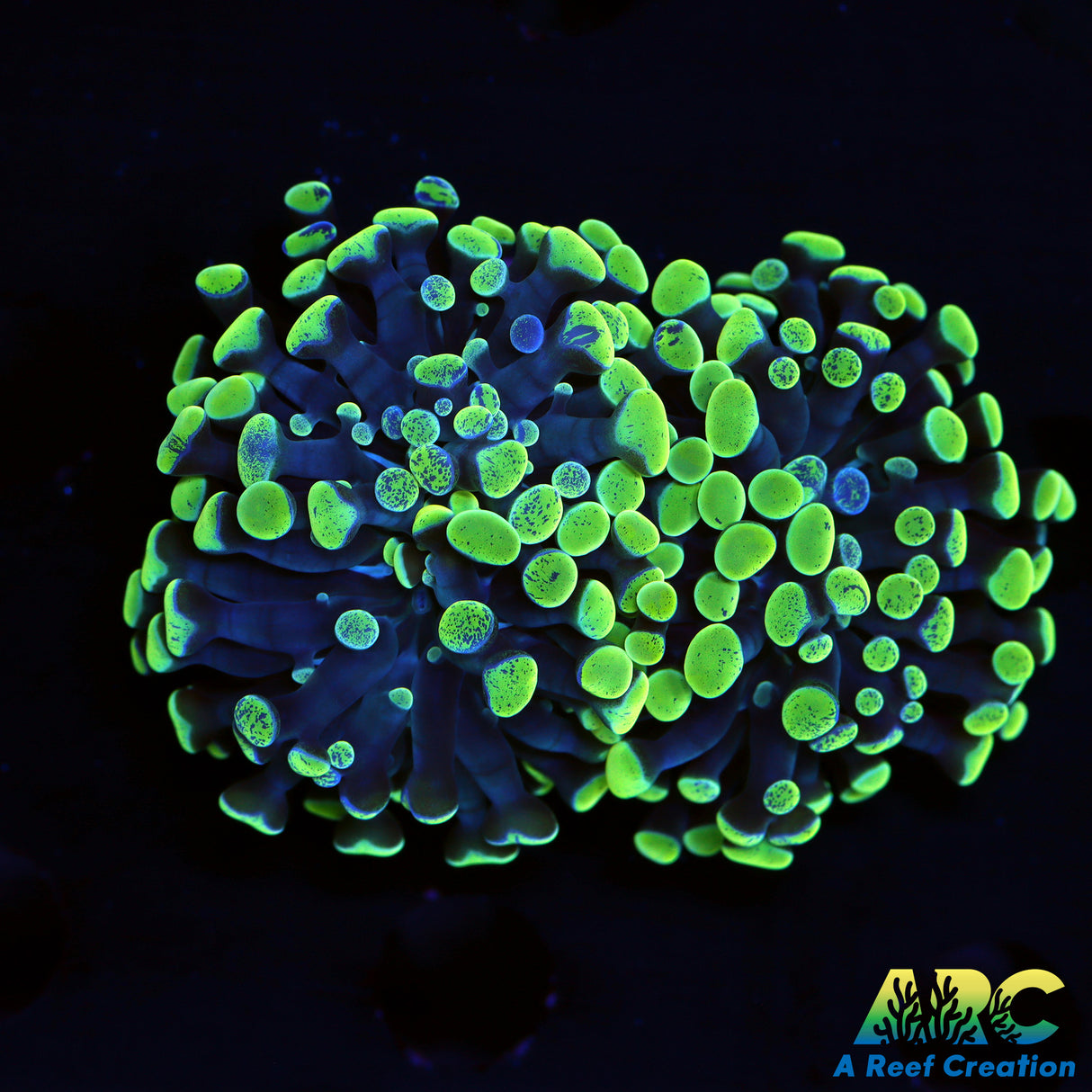 Green Splatter Hammer Double