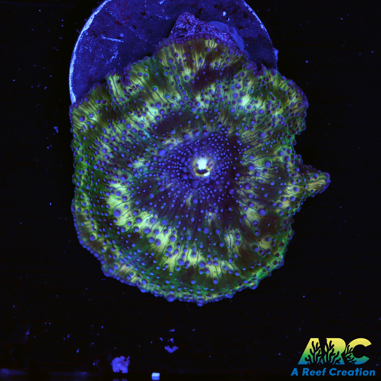 Cool Disco Mushroom