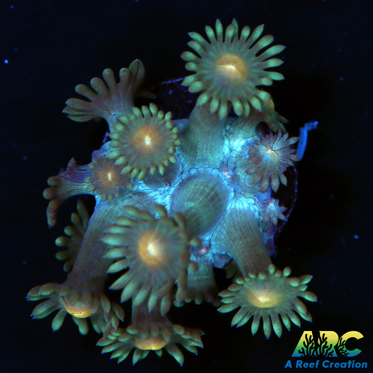 ARC Daisy Goni