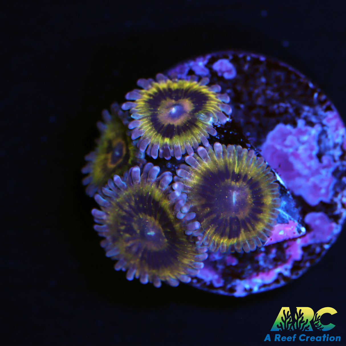 Stratocasters Zoas