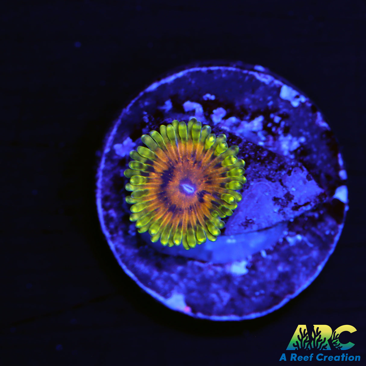 ARC Adonis Zoa