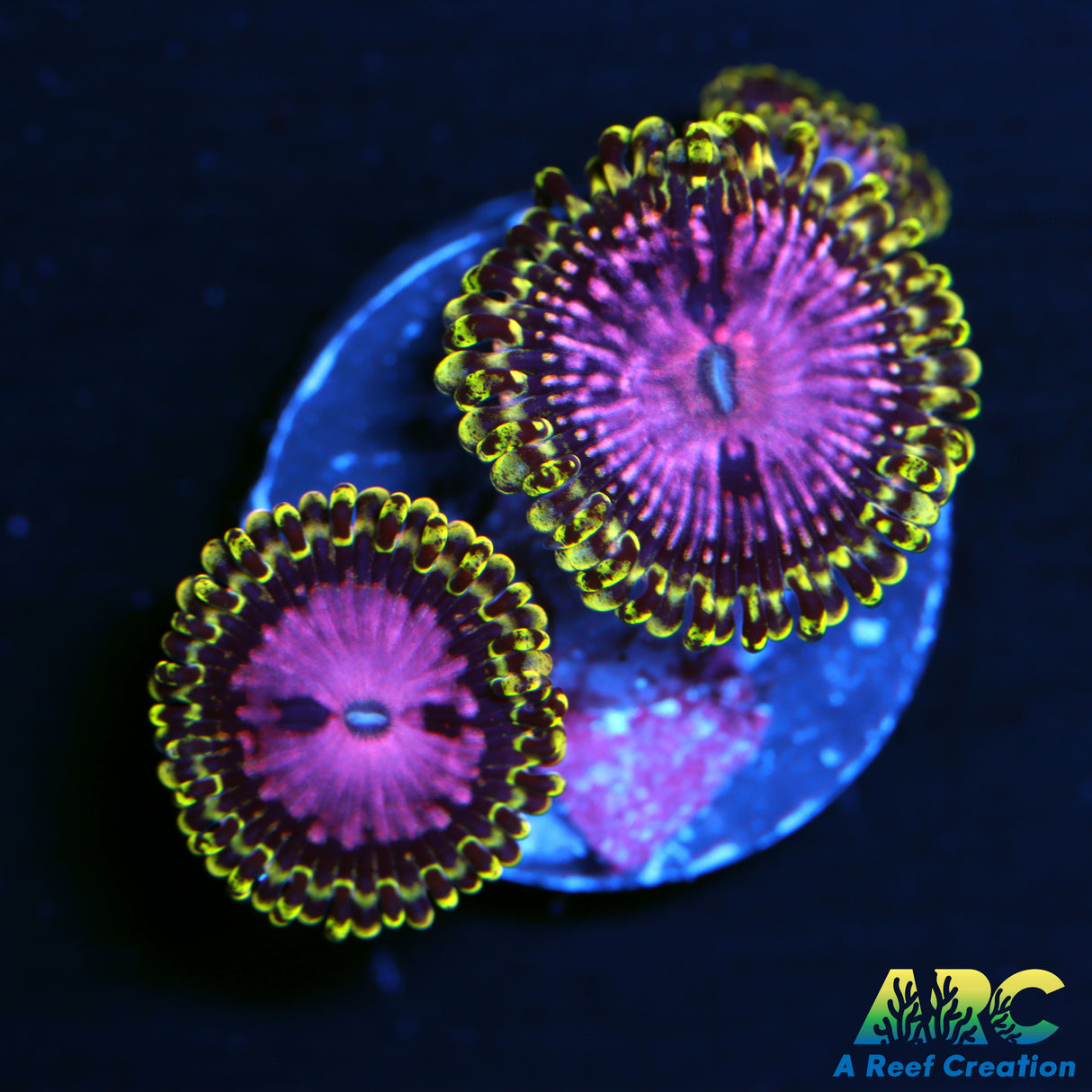 RR Pink Diamonds