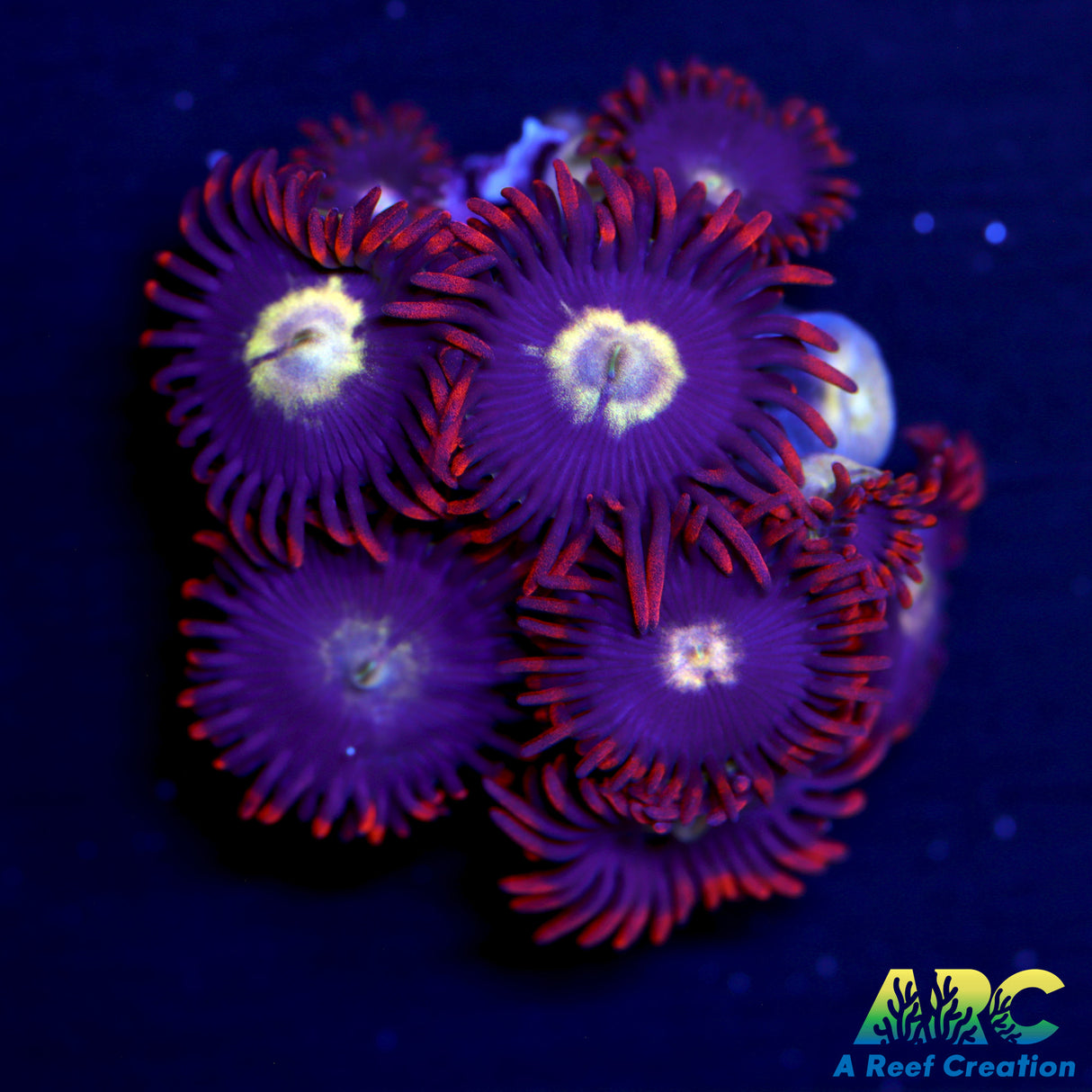 WWC Blue Steel Zoas