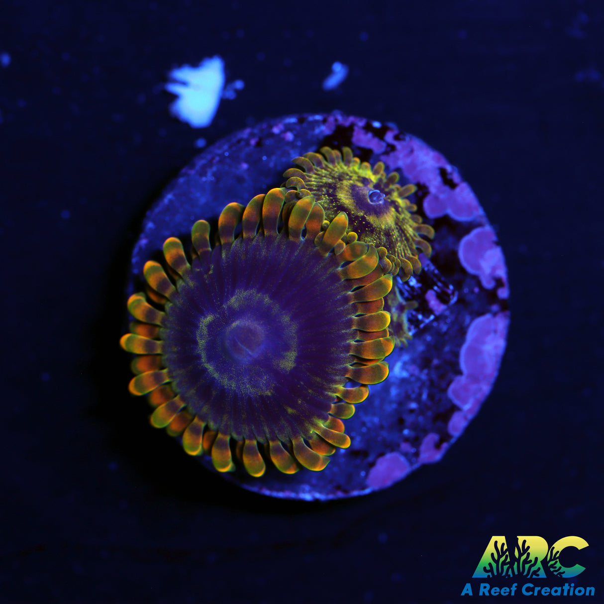 ARC Rainbow Zoa