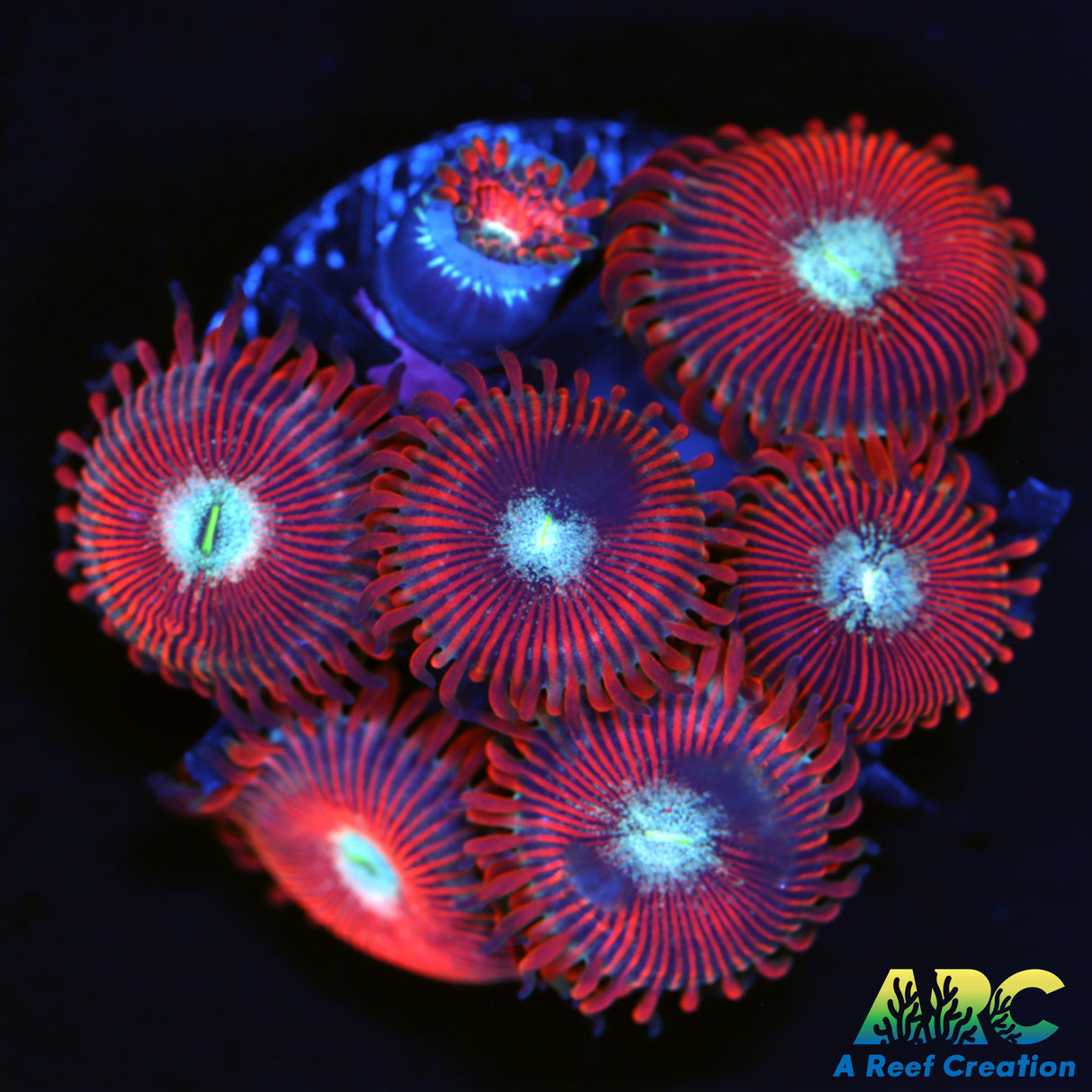 Magicians Zoas