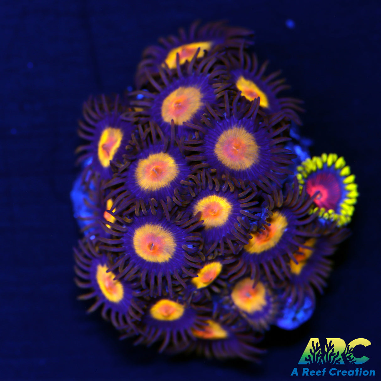 King Midas With Spitfire Zoas