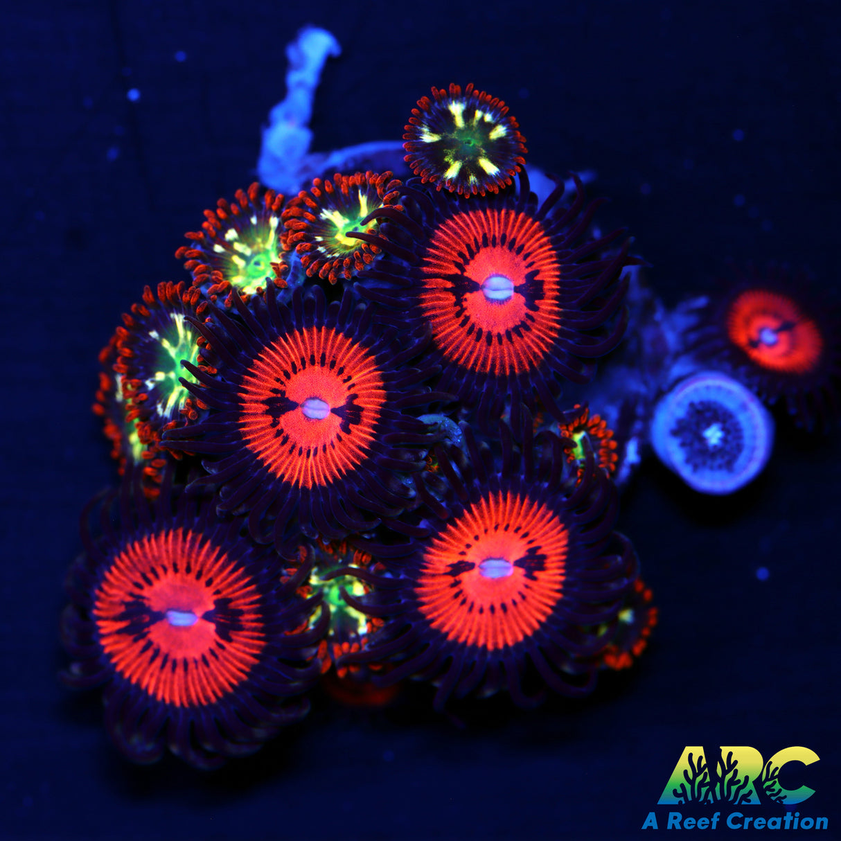 Alpha Omega Bloodsuckers combo Zoas