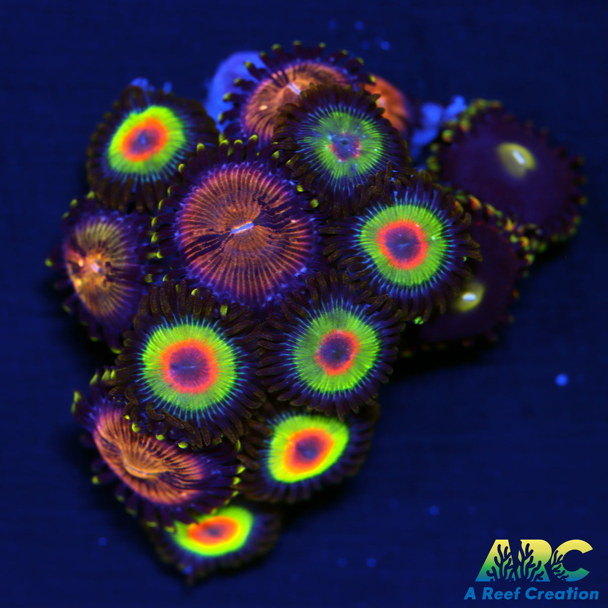 Rasta Bozo Nirvana Combo Zoas