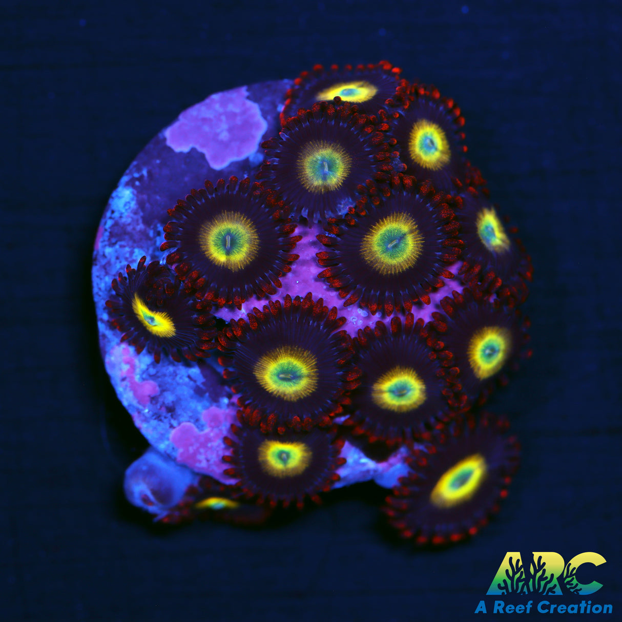 Circus Zoas