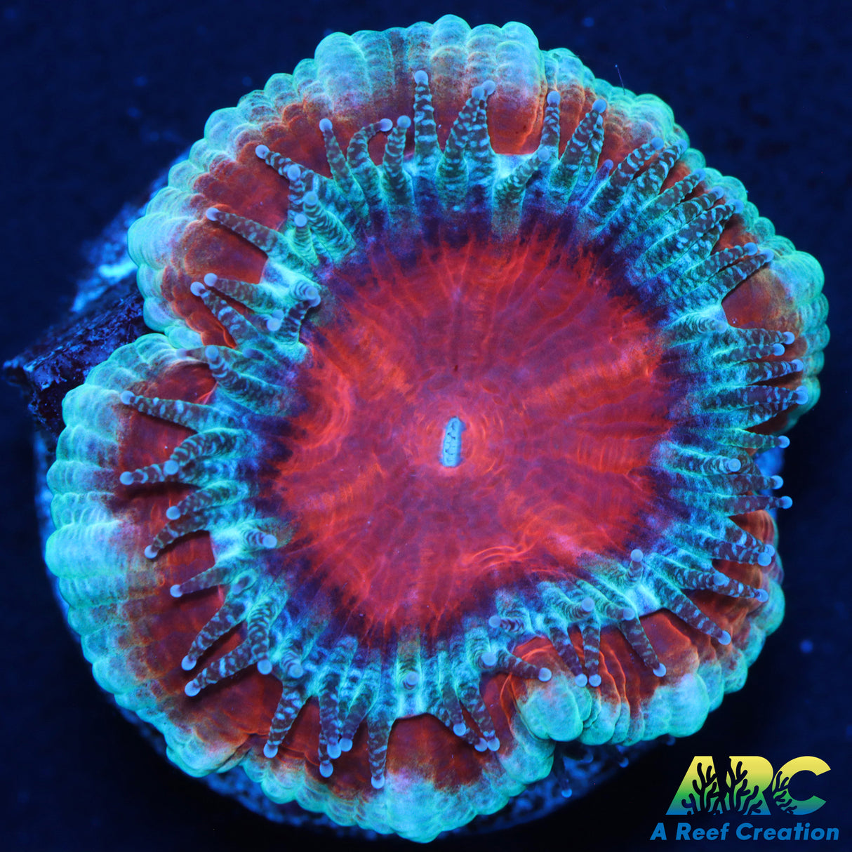 Captive Spawned Rainbow Acan