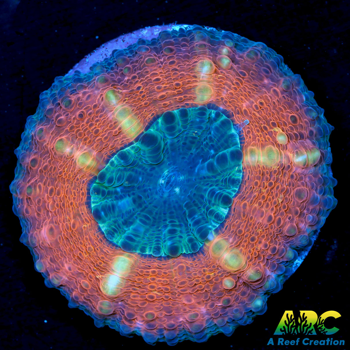 Captive Spawned Lobophyllia