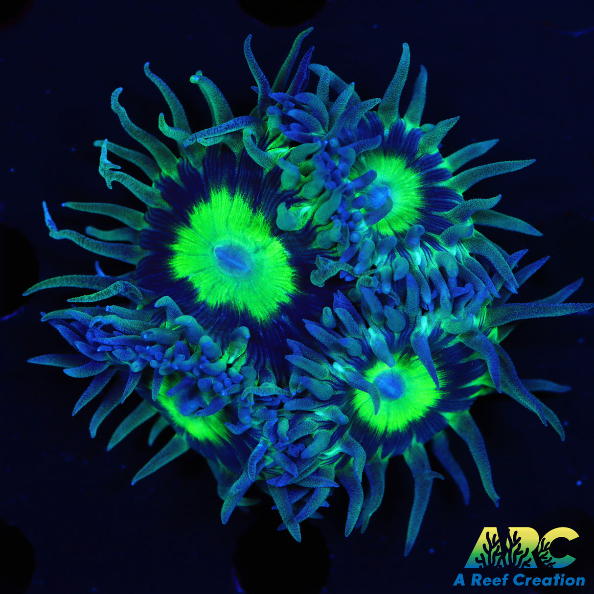 WWC Dream Catcher Duncan Colony