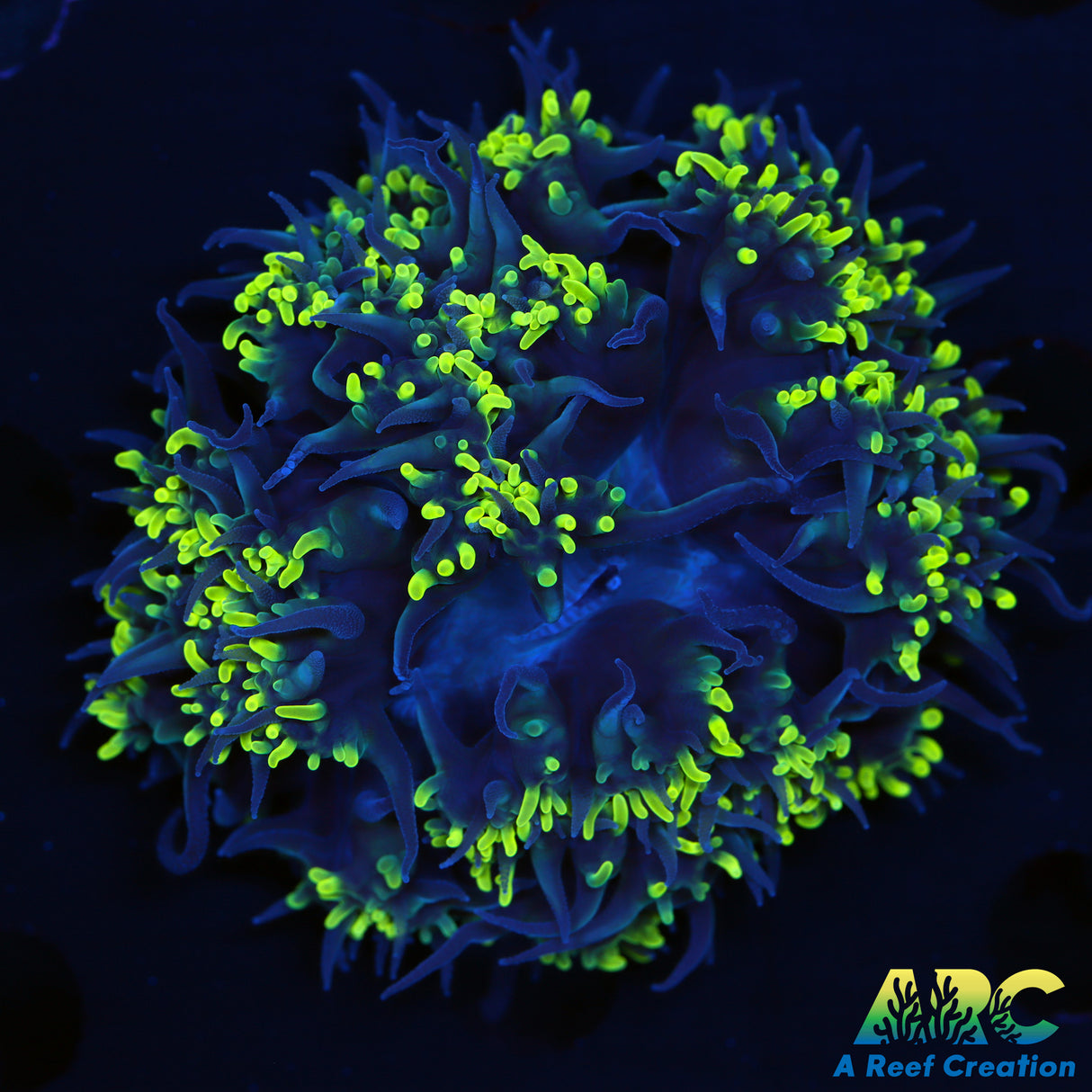 ARC Toothy Bubble Coral
