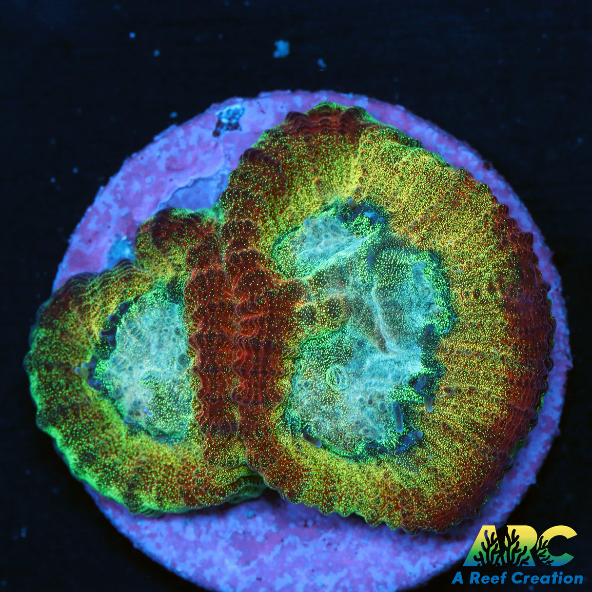 UC Regal Goniastrea