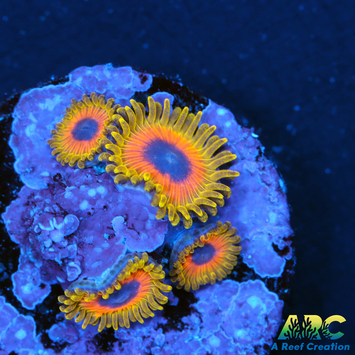 Great Owls Zoas