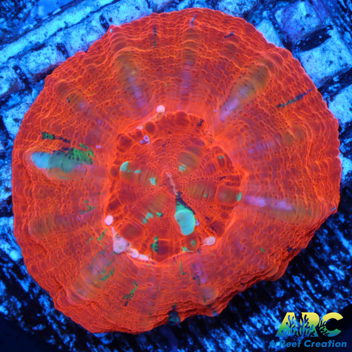 Unique Captive Spawned Scoly