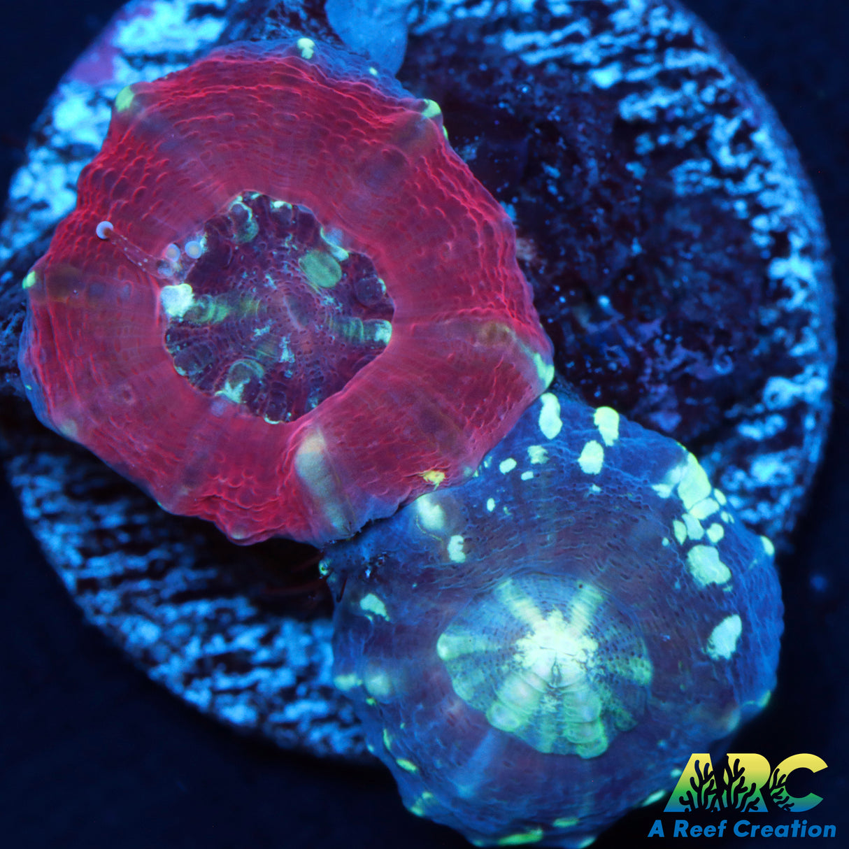 Captive Spawned Scoly Double