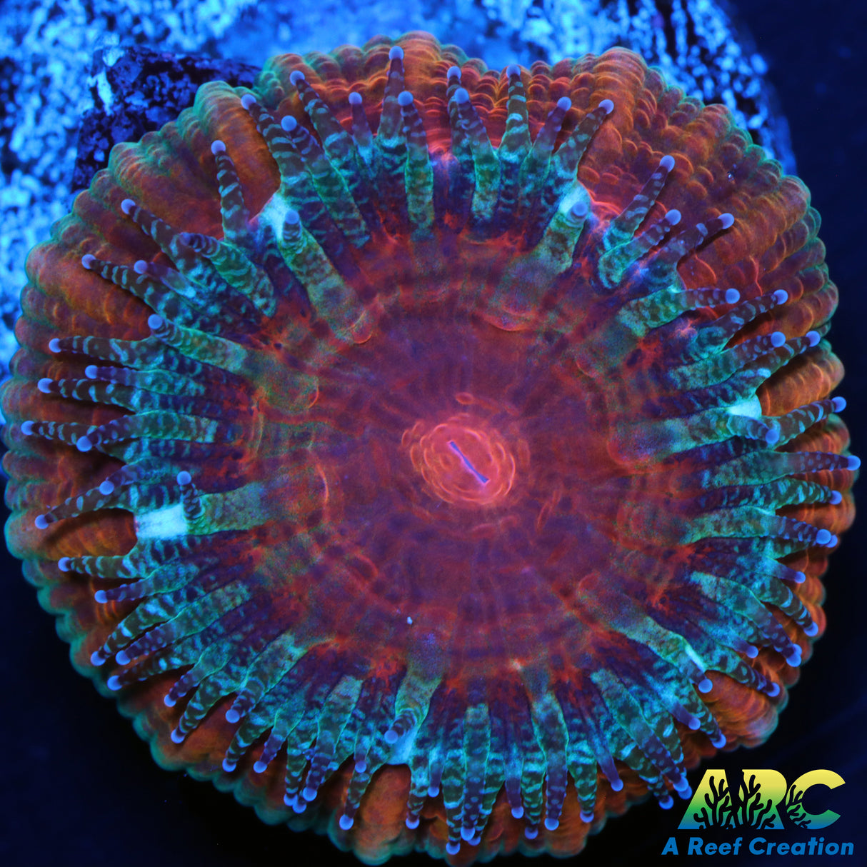 Captive Spawned Acan