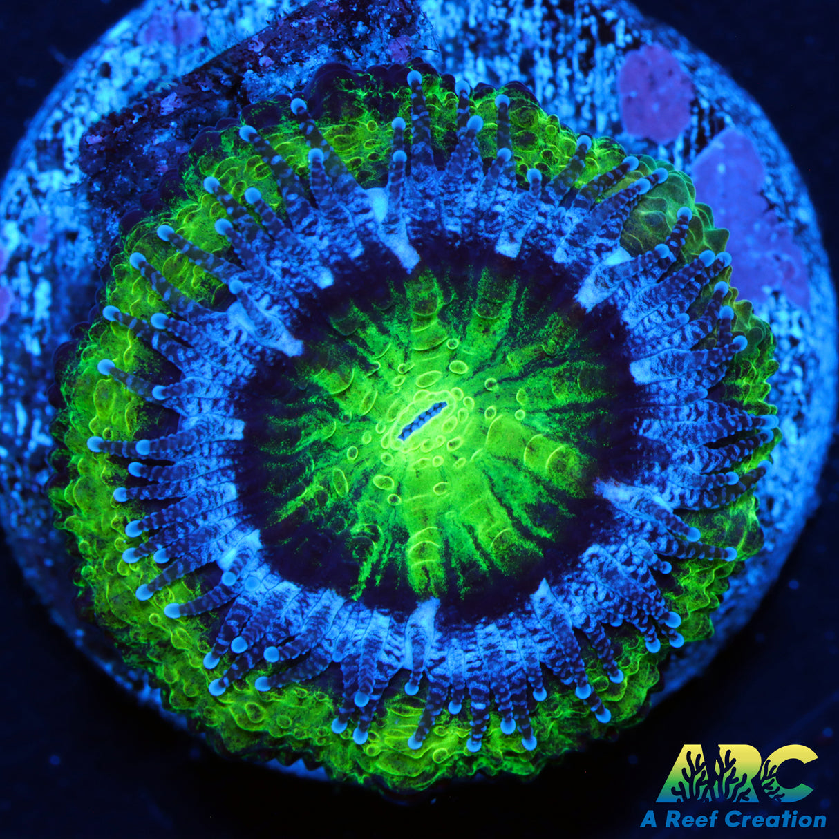 Captive Spawned Green Acan