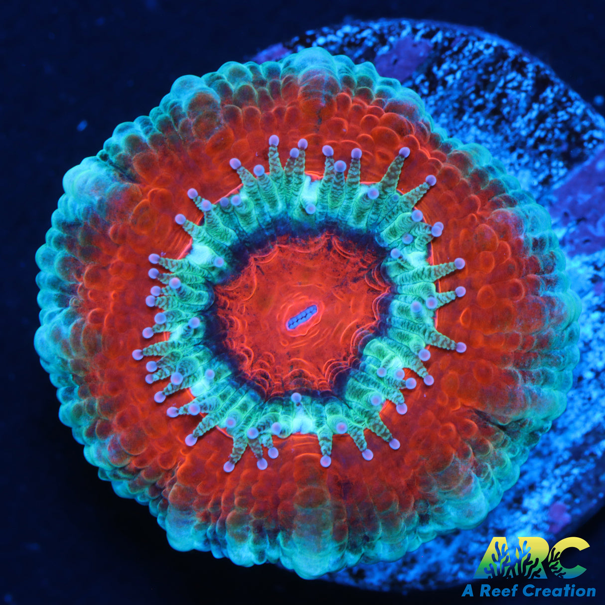 Captive Spawned Two Color Acan