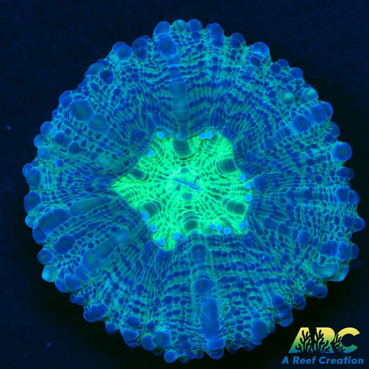 Captive Spawned Lobophyllia