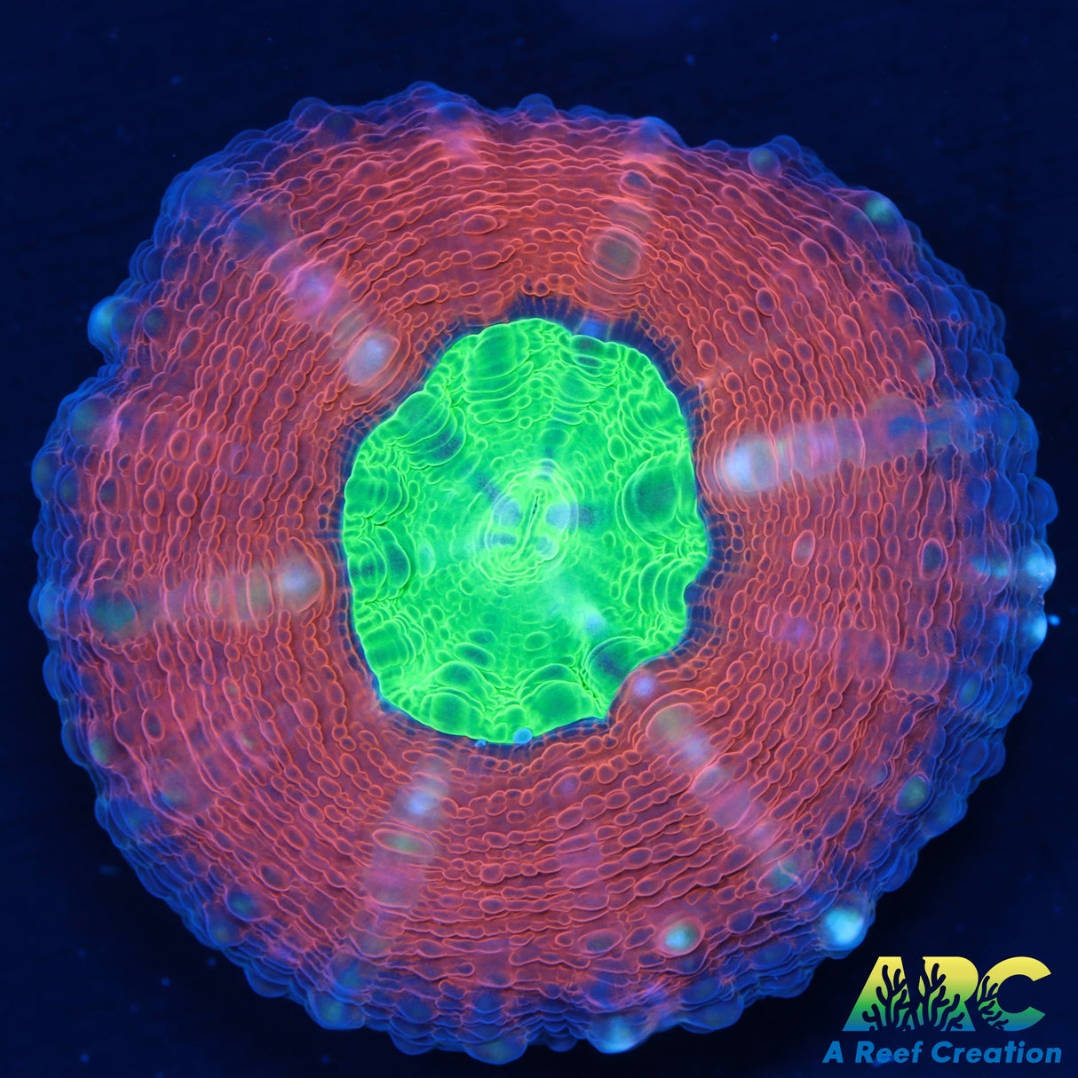 Captive Spawned Lobophyllia