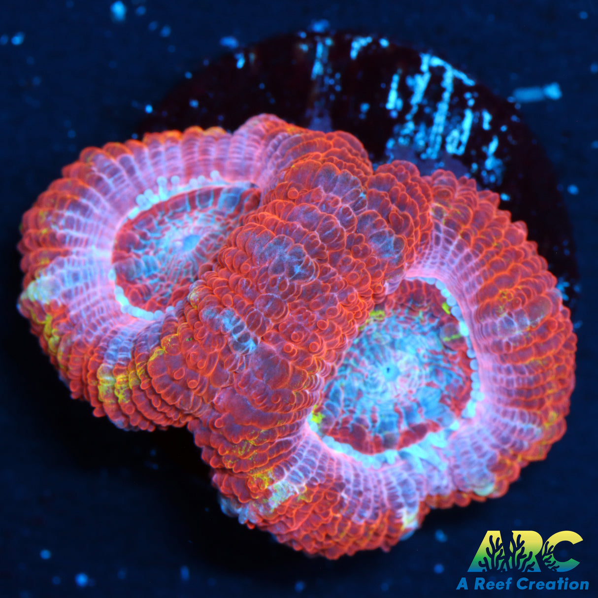 ARC Pink Dreams Acan