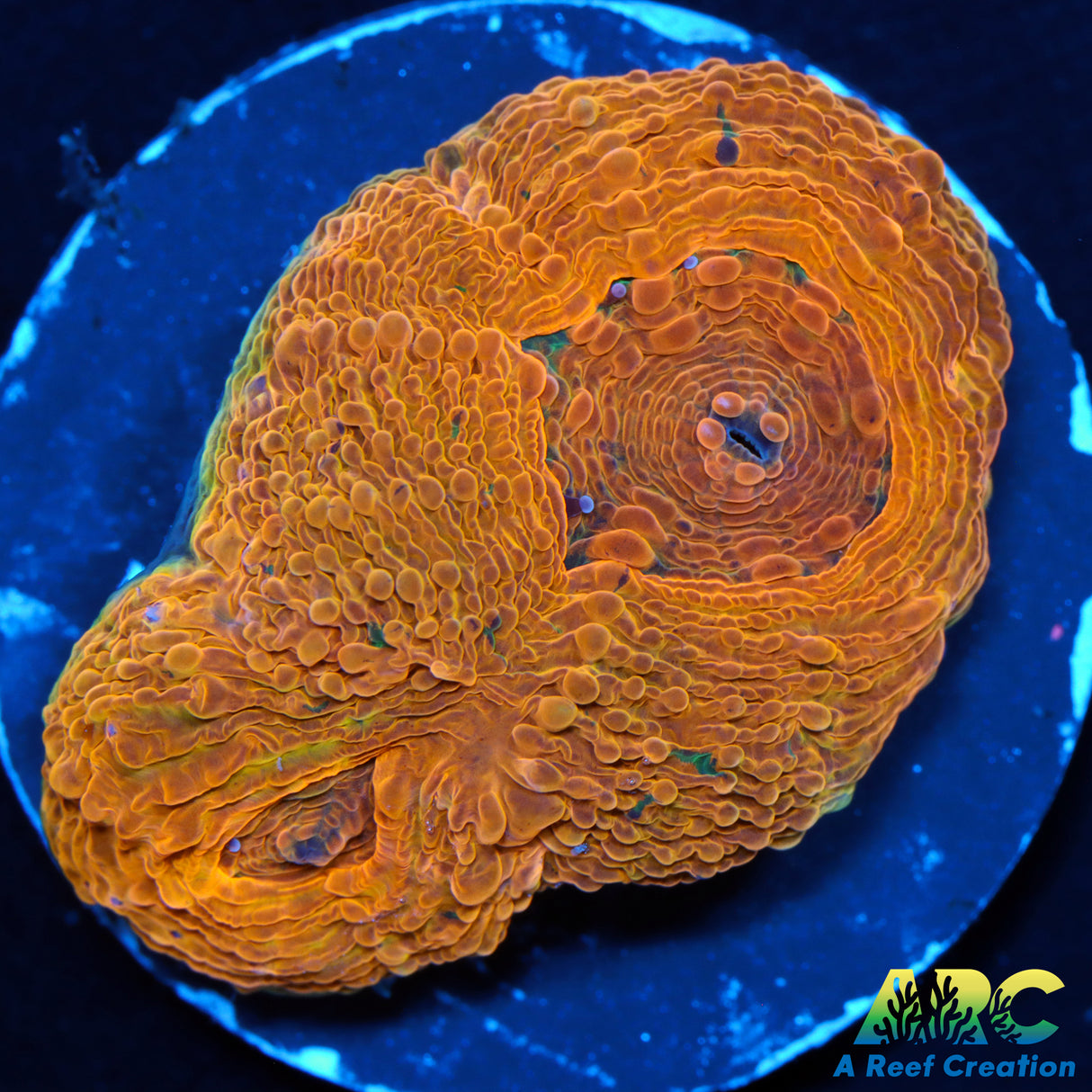 ARC Orange Acan Maxima