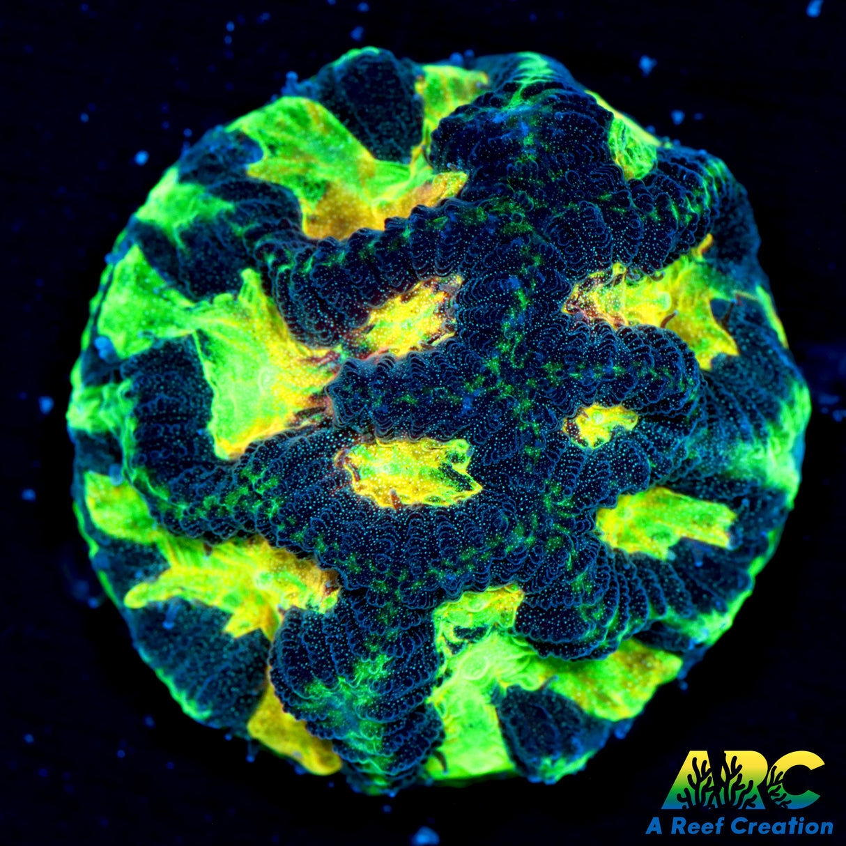 WWC Amazing Rainbow Platygyra