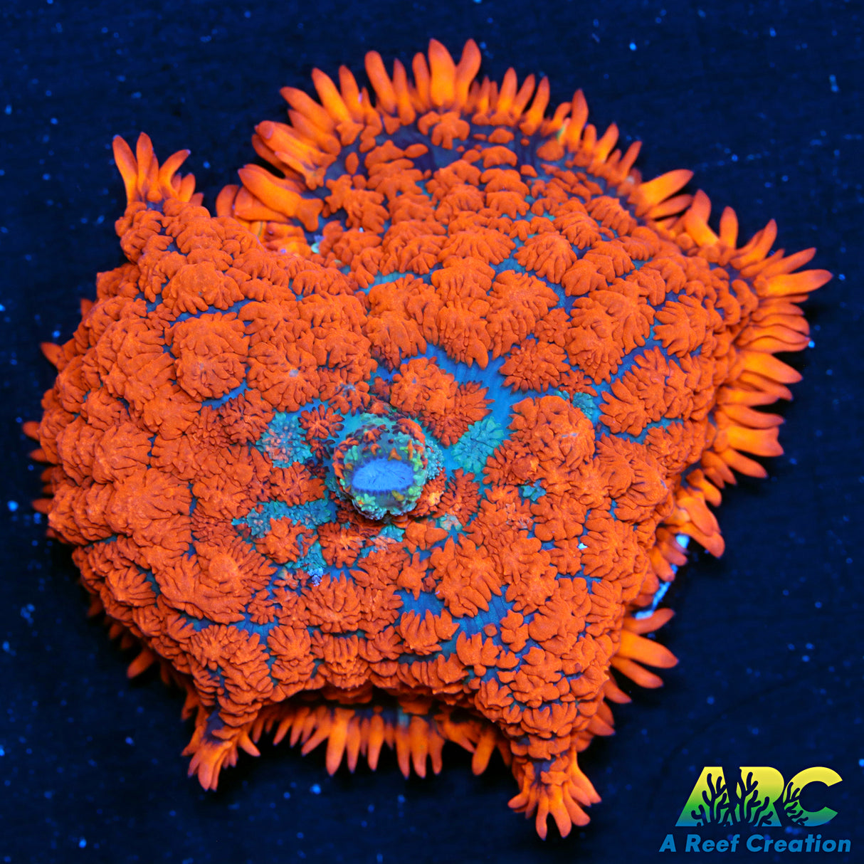 ARC RandyO's Crazy Red Rhodactis