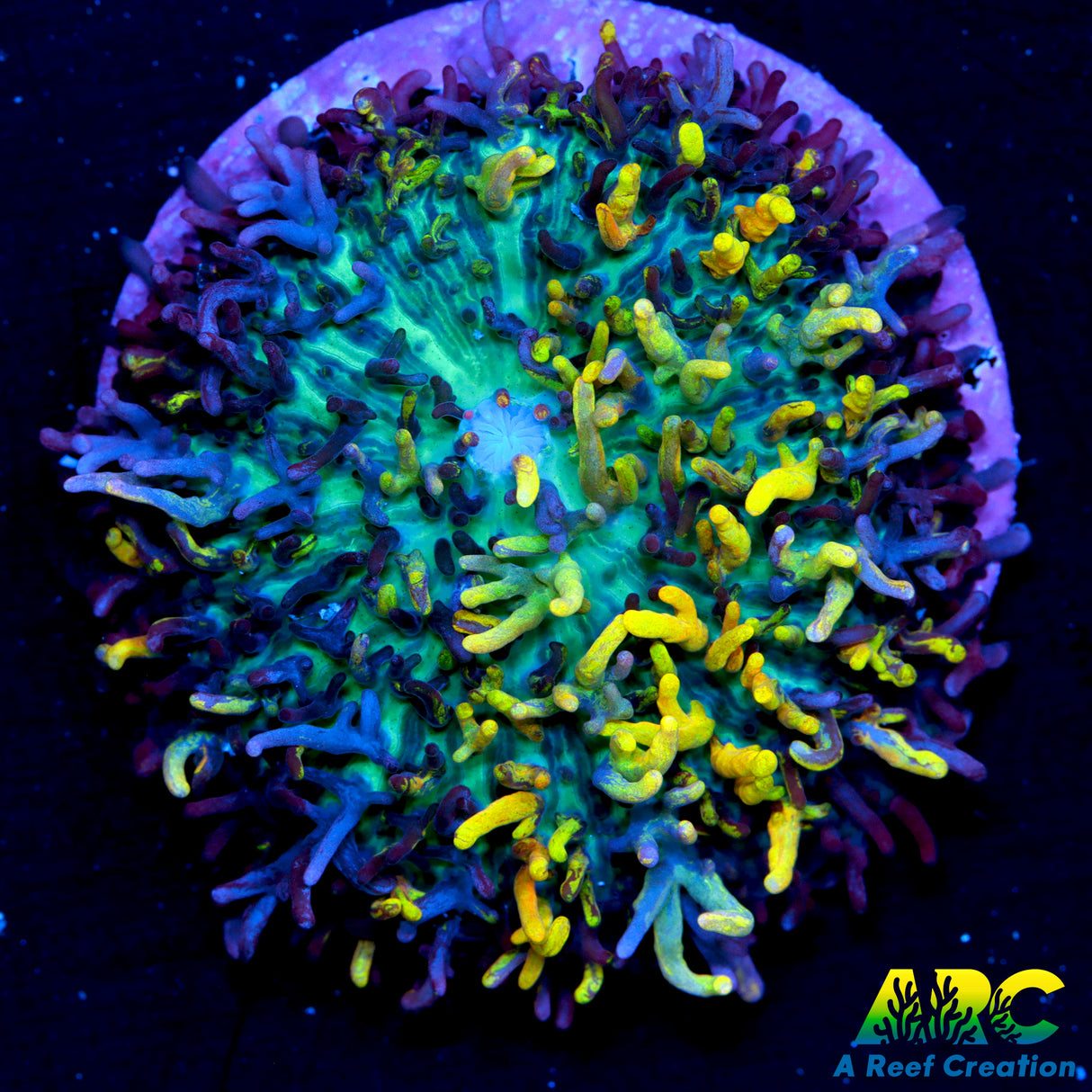 OG CC Magic Carpet Mushroom