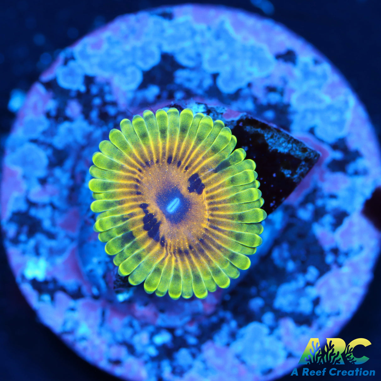 ARC Adonis Zoa