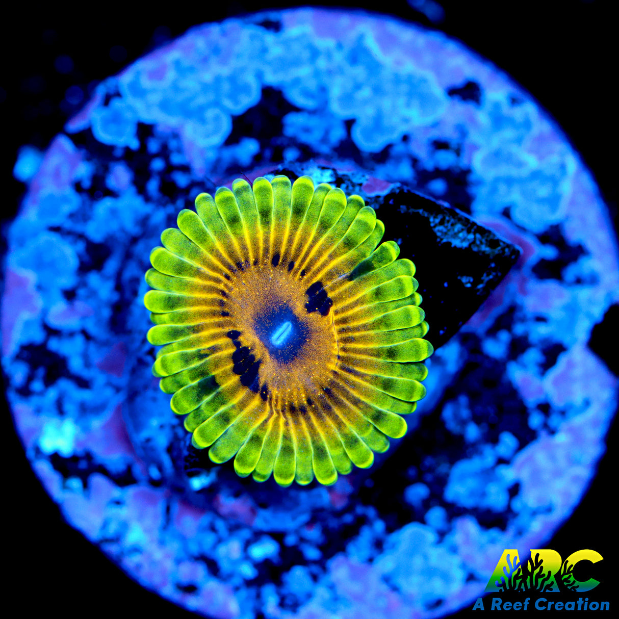 ARC Adonis Zoa